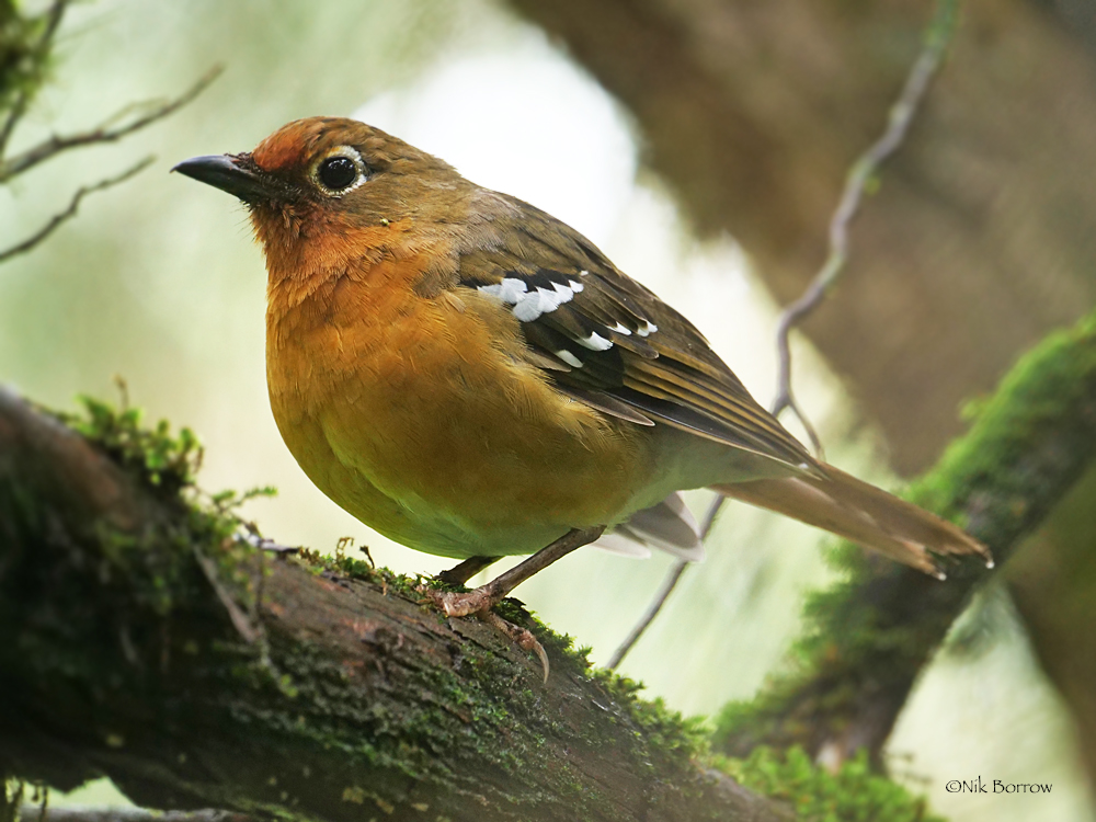Abyssinian Ground Thrush perched on a tree branch, showing its bright orange chest and olive-brown plumage against a blurred green forest background