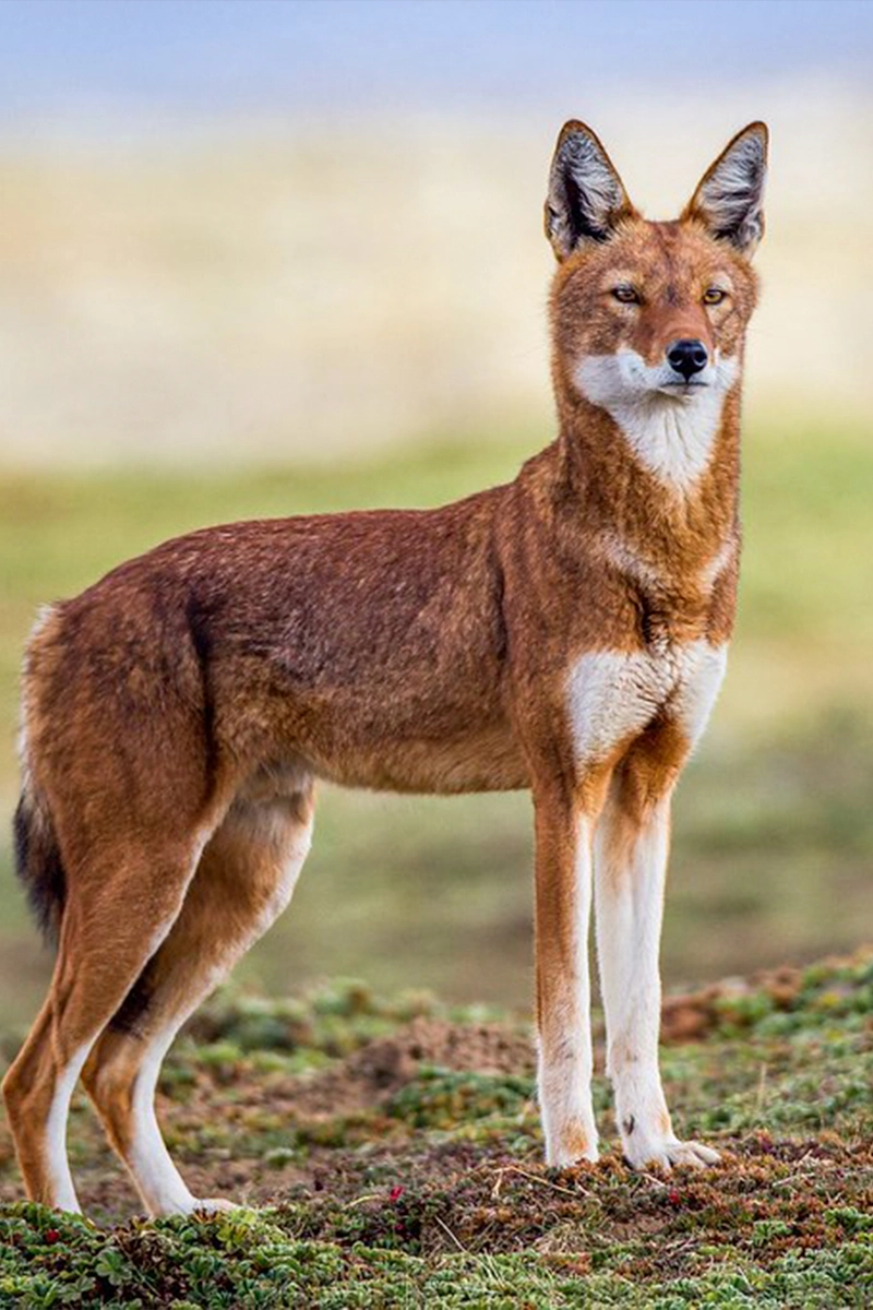 A beautiful Ethiopian Wolf standing alert in the Bale Mountains, with its reddish coat and white markings clearly visible. Photo by Will Burrard-Lucas."