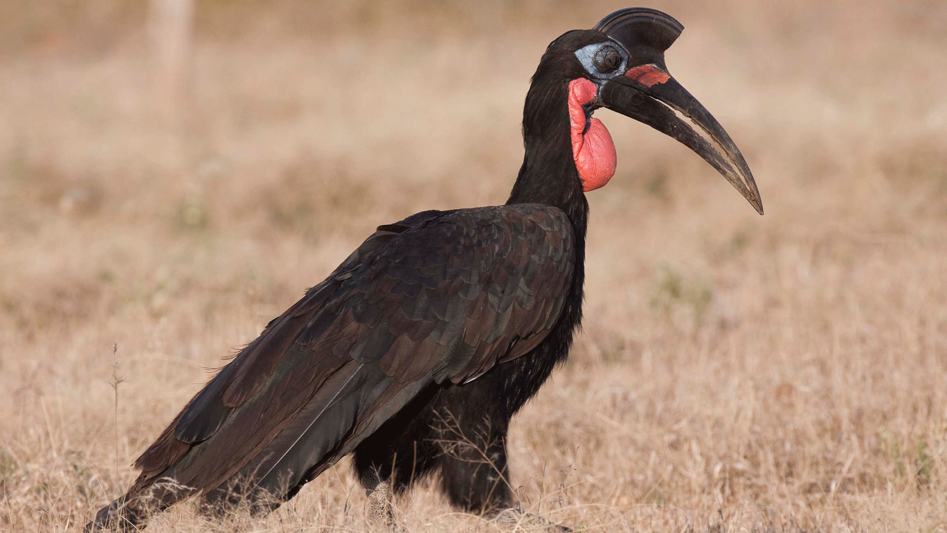 Tawny Eagle and Thick-billed Raven perched on rocks in the Bale Mountains, highlighting the eagle’s brown plumage and the raven’s thick bill and glossy black feathers.