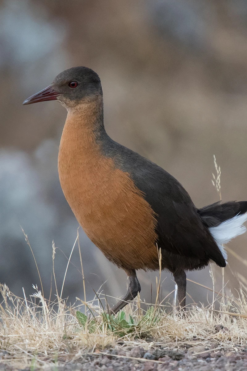 Rouget's Rail standing in highland grassland, displaying its reddish-brown plumage and white undertail.